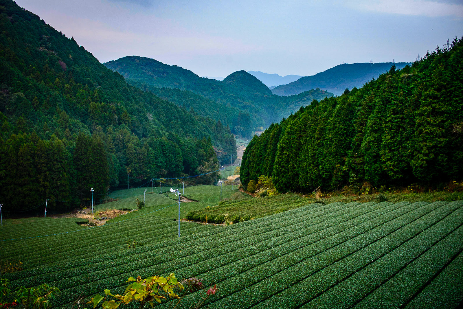 Noka matcha est récolté au japon dans le respect des terres et de la tradition