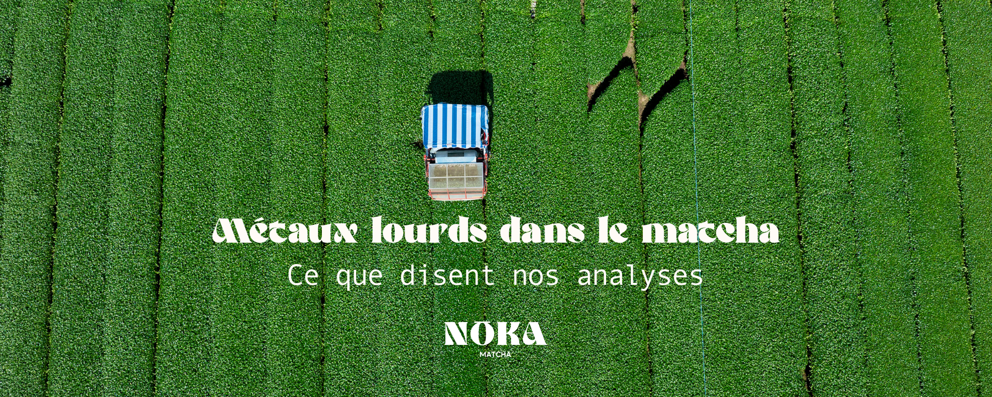 Métaux lourds dans le matcha : ce que révèlent (vraiment) nos analyses de laboratoire