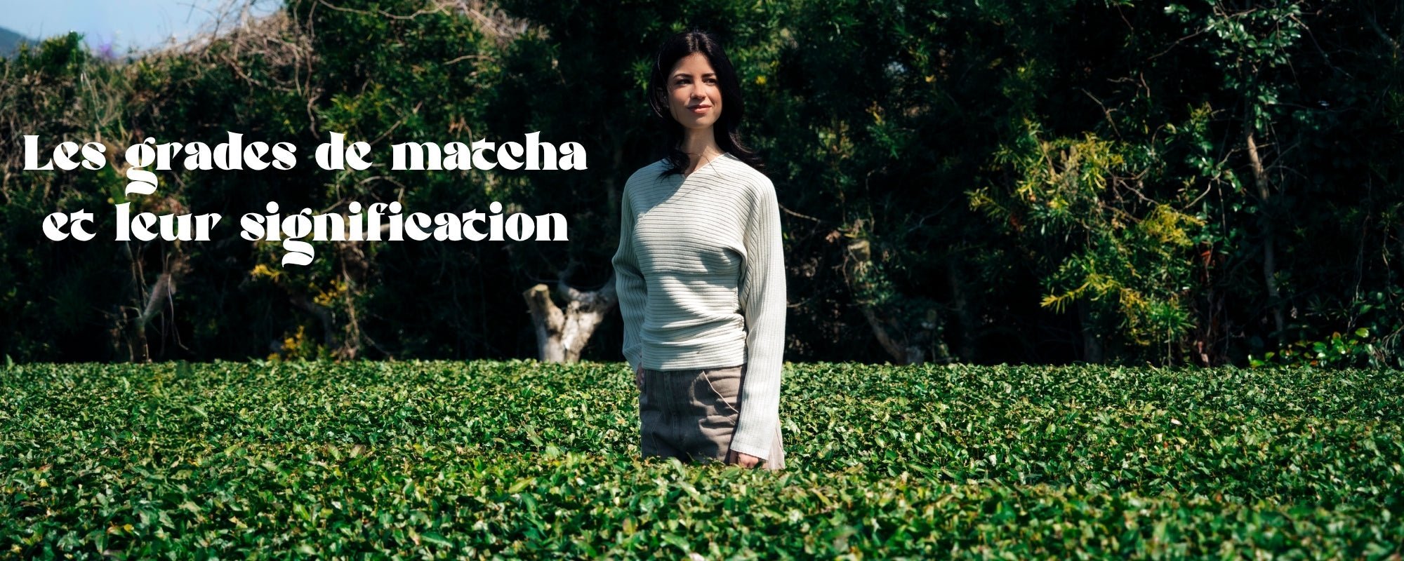 Matcha et grade cérémonie : des termes protégés ? La vérité