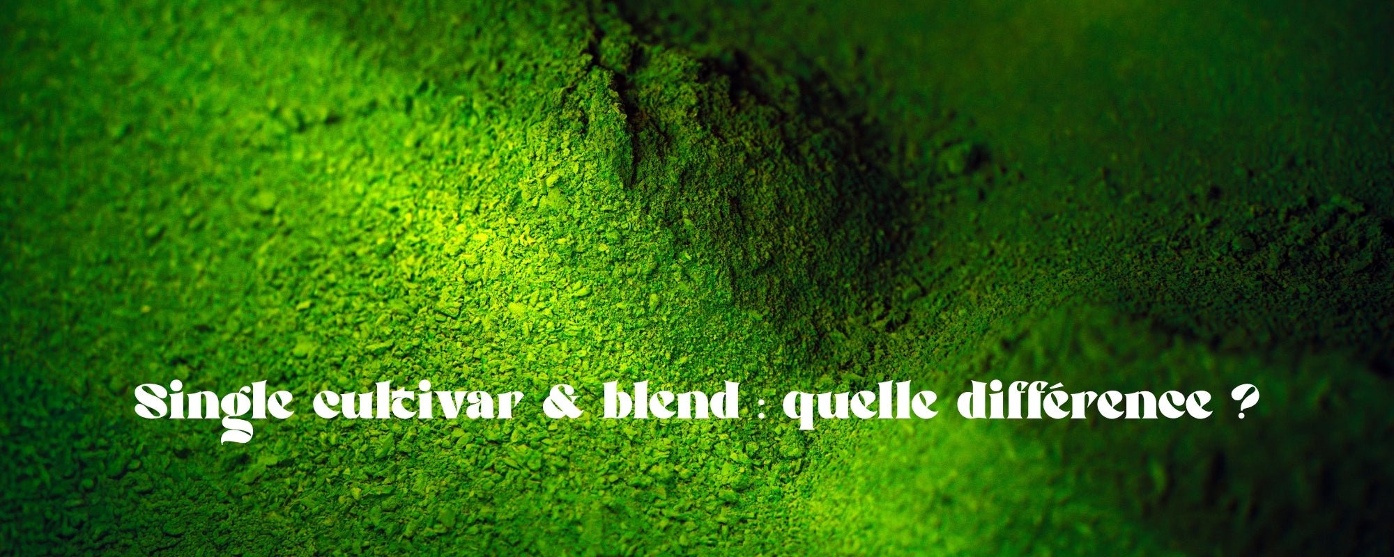 Matcha single cultivar ou blend : lequel est vraiment le meilleur ?