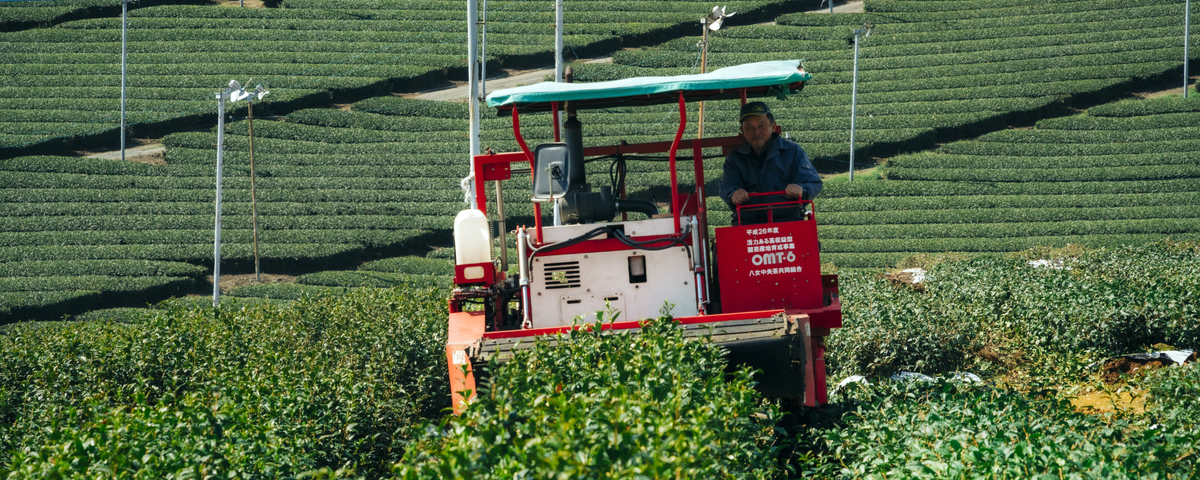 matcha label bio signification