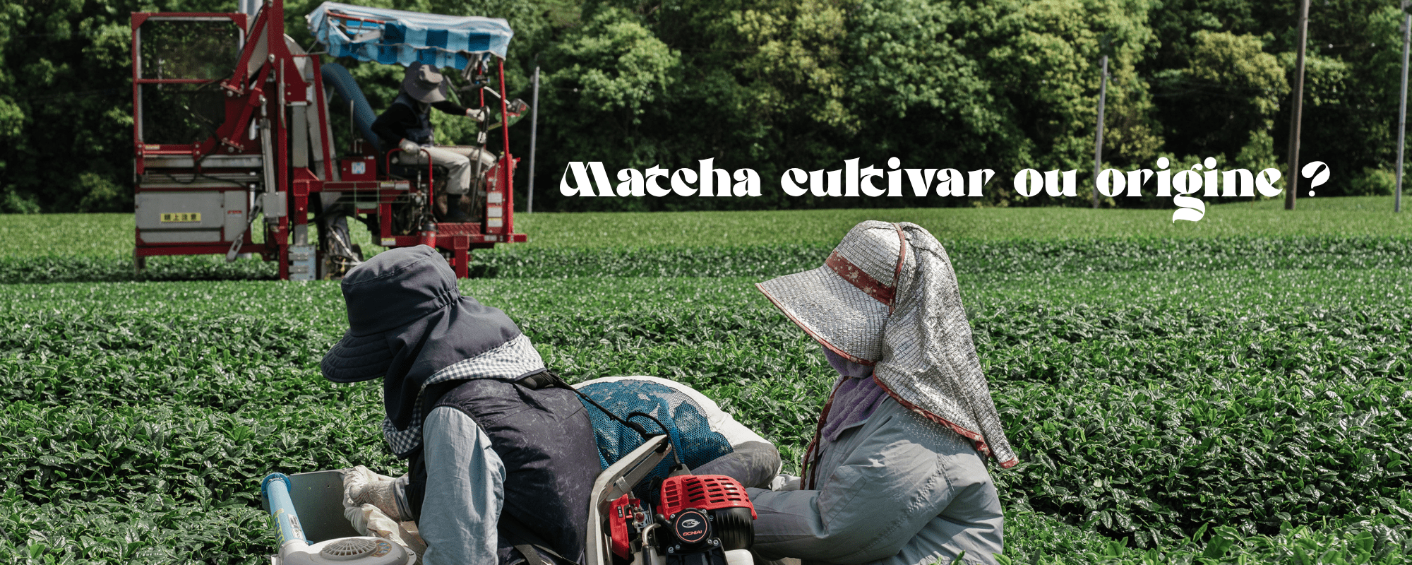 Matcha : Origine et cultivar, quelle différence ?