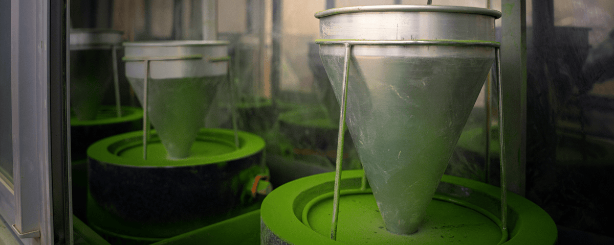 préjugés sur le matcha