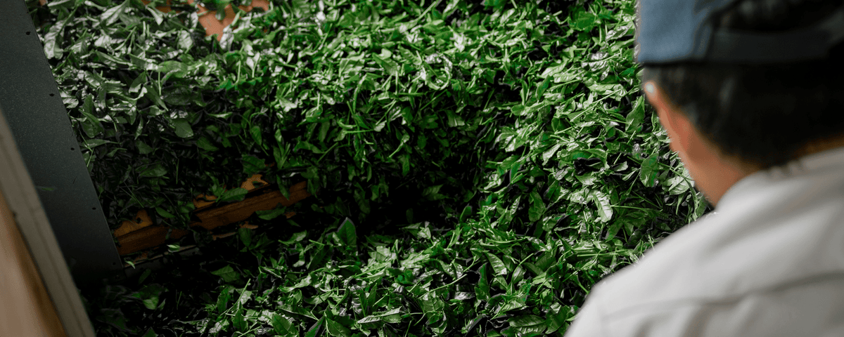 tencha feuille de matcha définition