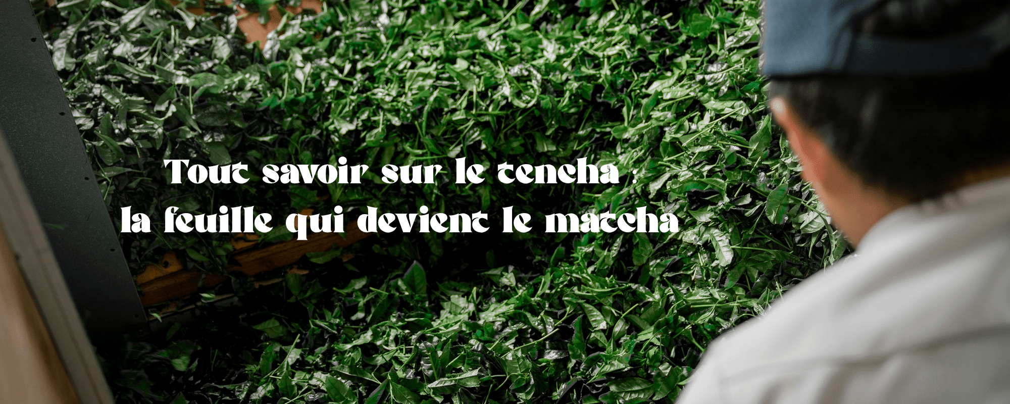 Qu'est-ce que le tencha ? La feuille qui devient le matcha