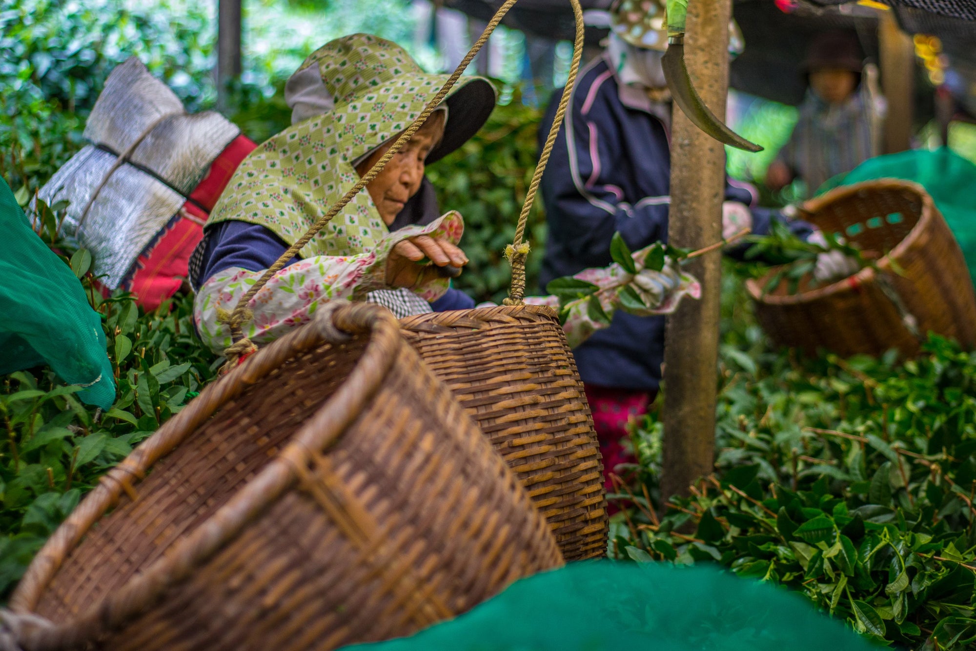 Le matcha noka matcha est récolté selon les méthodes traditionnelles, en famille, au japon, par des agriculteurs passionnés de génération en génération